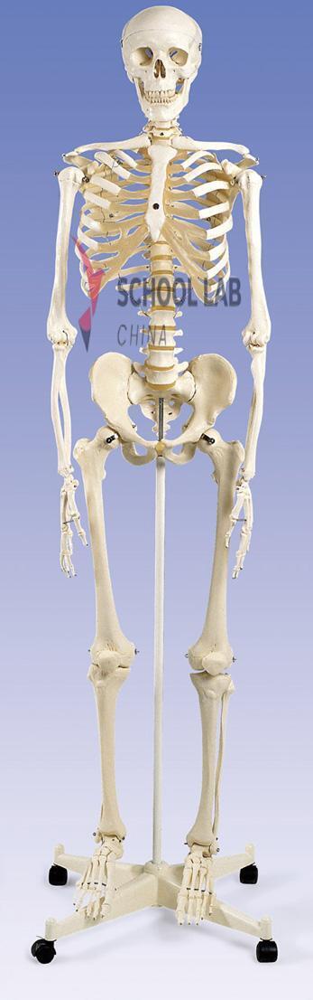 3B Scientific Human Skeleton Model - Max (½ size)